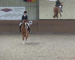 dressage horse Malinus (Hanoverian, 2003, from Markus Deak xx)