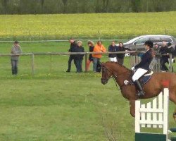 dressage horse Willoughby 8 (Hannoveraner, 2000, from Wolkentanz I)