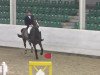 jumper Gern Air (Hanoverian, 2005, from Graf Grannus)