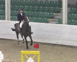 jumper Gern Air (Hanoverian, 2005, from Graf Grannus)