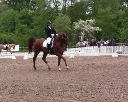 dressage horse Davelino (Hanoverian, 2005, from Don Frederico)