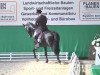 dressage horse Wolkentänzerin 5 (Hanoverian, 2005, from Wolkentanz I)