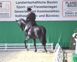 dressage horse Wolkentänzerin 5 (Hanoverian, 2005, from Wolkentanz I)