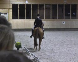 dressage horse Woltje de Vries (Hanoverian, 2002, from Wolkentanz I)