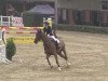 jumper Percondo (Hanoverian, 2000, from Perpignon)