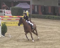 jumper Percondo (Hanoverian, 2000, from Perpignon)