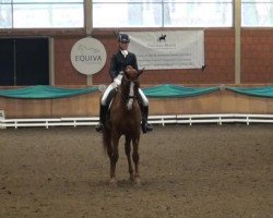 dressage horse Demi Moore 9 (Hanoverian, 2002, from Don Frederico)