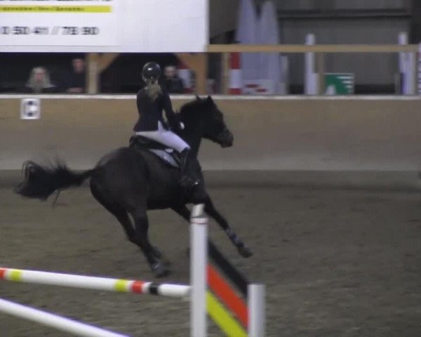 jumper Esta (Hanoverian, 2000, from Escudo I)