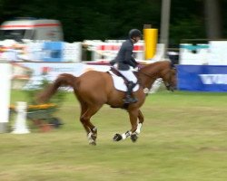 jumper Easterforest (Hanoverian, 2006, from Earl)