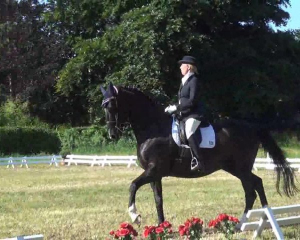 dressage horse Griffin 14 (Hanoverian, 2002, from Ginsberg)
