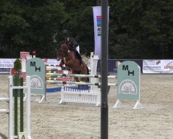 jumper Sammy (Hanoverian, 2007, from Salito)