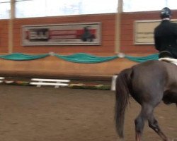 dressage horse Don Jameson (Hanoverian, 2006, from Don Frederico)