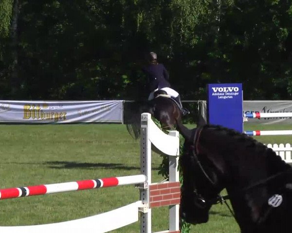 dressage horse El Chicco 5 (Hanoverian, 2003, from Embassy I)