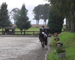 dressage horse Royal Society 3 (Hanoverian, 2007, from Royal Blend)