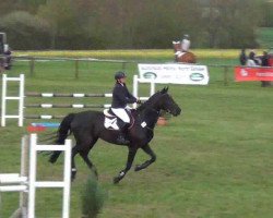 dressage horse Wikita C (Hanoverian, 2001, from Weltruhm)