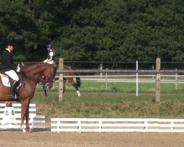 dressage horse Loxley W (Hanoverian, 2004, from Londonderry)