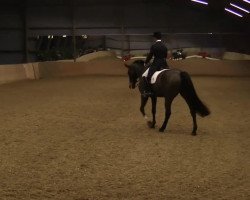 dressage horse Ruby Anniversary (Hanoverian, 2002, from Rabino)