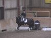 dressage horse Rassina 7 (Hanoverian, 2006, from Rascalino)