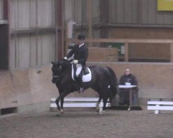 dressage horse Rassina 7 (Hanoverian, 2006, from Rascalino)