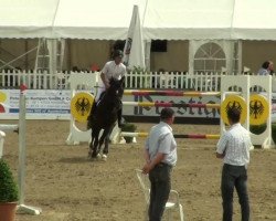 jumper Sherry 145 (Hanoverian, 2006, from Stolzenberg)