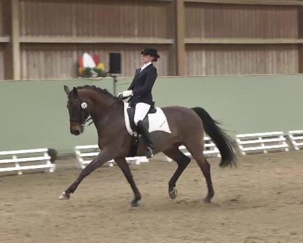 horse Wednesday 22 (Hanoverian, 2000, from Werther)