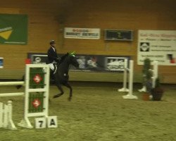 jumper Ein kleiner Filou (Hanoverian, 2003, from El Bundy)