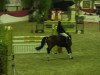 jumper Calimero 531 (Hanoverian, 2007, from Calido I)