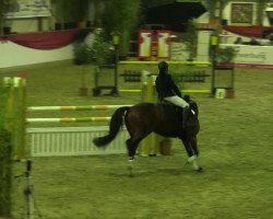 jumper Calimero 531 (Hanoverian, 2007, from Calido I)