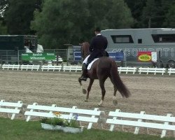 dressage horse Don Alvarito (Hanoverian, 2000, from Donnerhall)