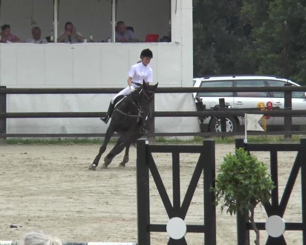 dressage horse Raiano (Hanoverian, 2007, from Rubinero 2)