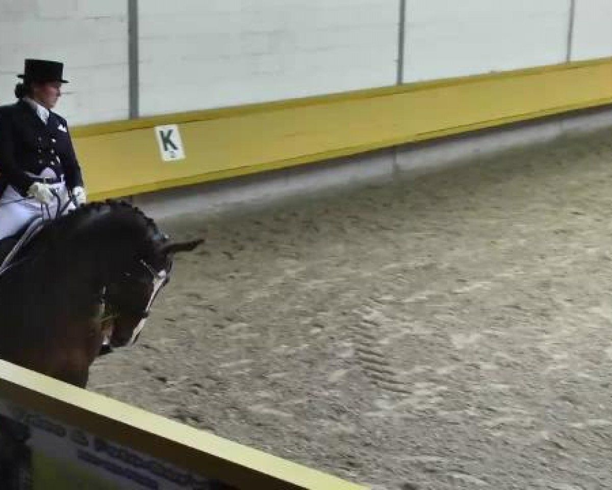 dressage horse Donnerstag 11 (Hanoverian, 2001, from Donnerhall)