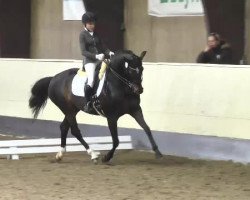 dressage horse Donnerfee (Hanoverian, 2001, from Donnerhall)