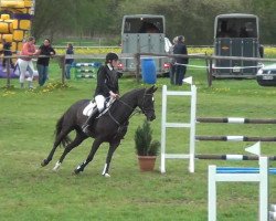 dressage horse Herzdame 48 (Hanoverian, 2007, from Hofrat)