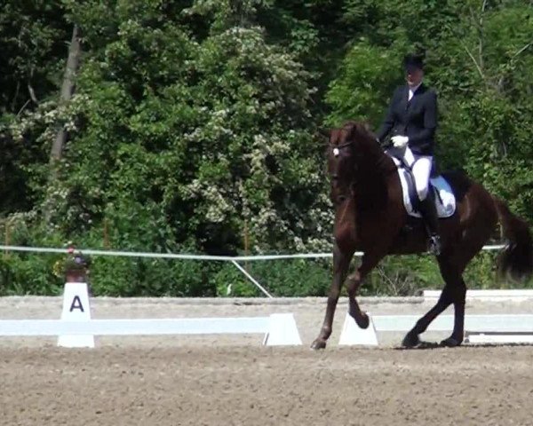 dressage horse Don Rubino 5 (Hanoverian, 2001, from Donnerhall)