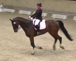 dressage horse Da Vinci 210 (Hanoverian, 2007, from Damsey FRH)