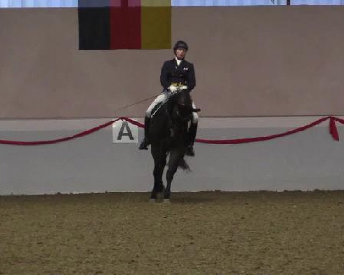 dressage horse Dylan 16 (Hanoverian, 2007, from Dimaggio)