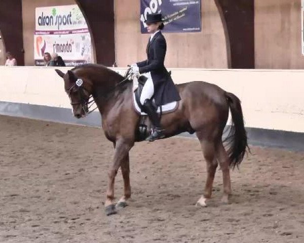 dressage horse Dont stop moving (Hanoverian, 2007, from Dimaggio)