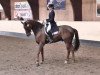 dressage horse Dont stop moving (Hanoverian, 2007, from Dimaggio)