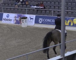 dressage horse Sofiero De (Hanoverian, 2006, from Stedinger)