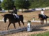 dressage horse Fino Royal (Hanoverian, 2006, from Fielmann)