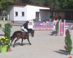 jumper La Sassari (Hanoverian, 2006, from Landor S)