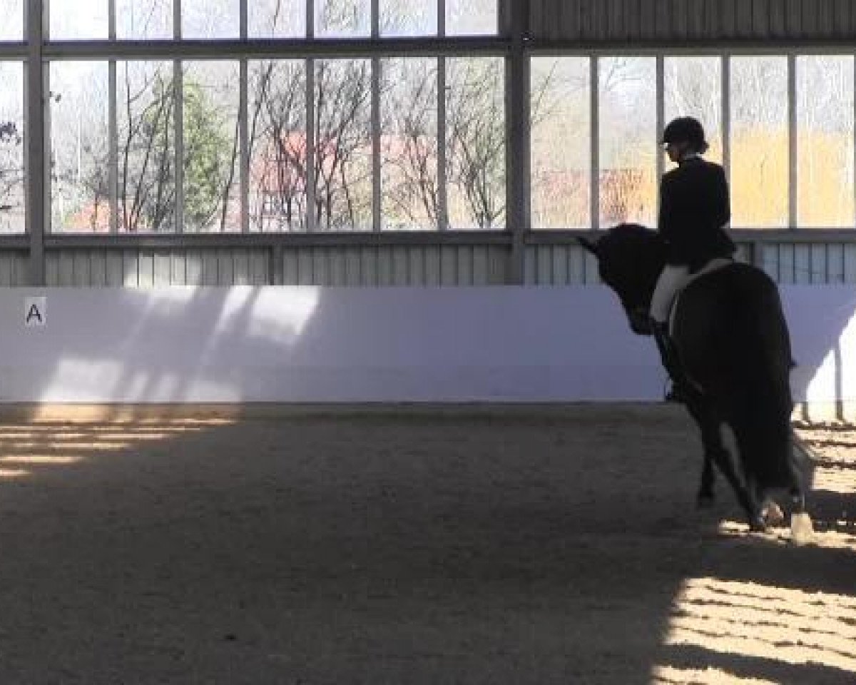 dressage horse Sternenzauber (Hanoverian, 2007, from Sir Donnerhall I)