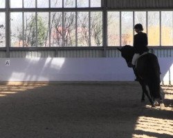 dressage horse Sternenzauber (Hanoverian, 2007, from Sir Donnerhall I)