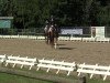 dressage horse Sinatra de Delden (Hanoverian, 2007, from Samarant)