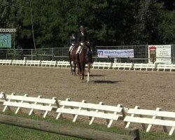 dressage horse Sinatra de Delden (Hanoverian, 2007, from Samarant)