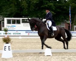 dressage horse Havalon (Hanoverian, 2007, from Hotline)