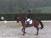 dressage horse Cortina 180 (Hanoverian, 2006, from Carry Gold)