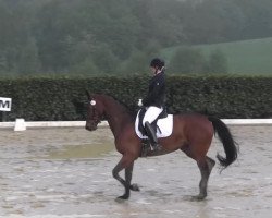 dressage horse Cortina 180 (Hanoverian, 2006, from Carry Gold)