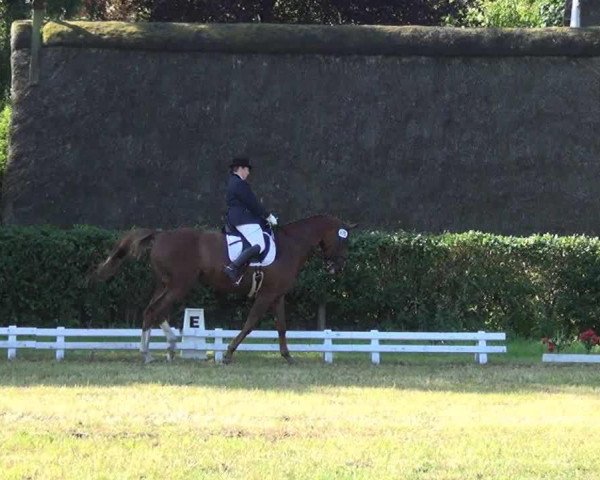 dressage horse Dubai Queen (Hanoverian, 2005, from Donnerhall)