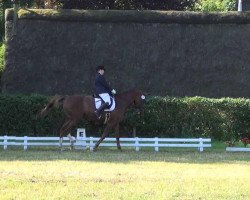 dressage horse Dubai Queen (Hanoverian, 2005, from Donnerhall)